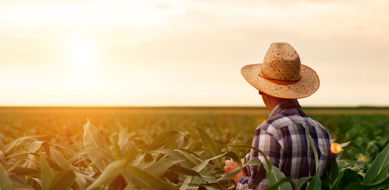 farmer looking over grain field
