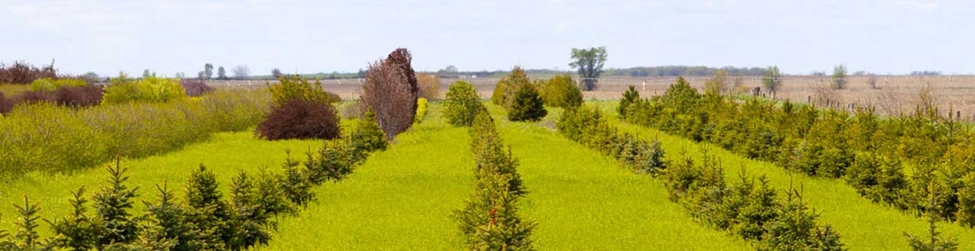 tree farm