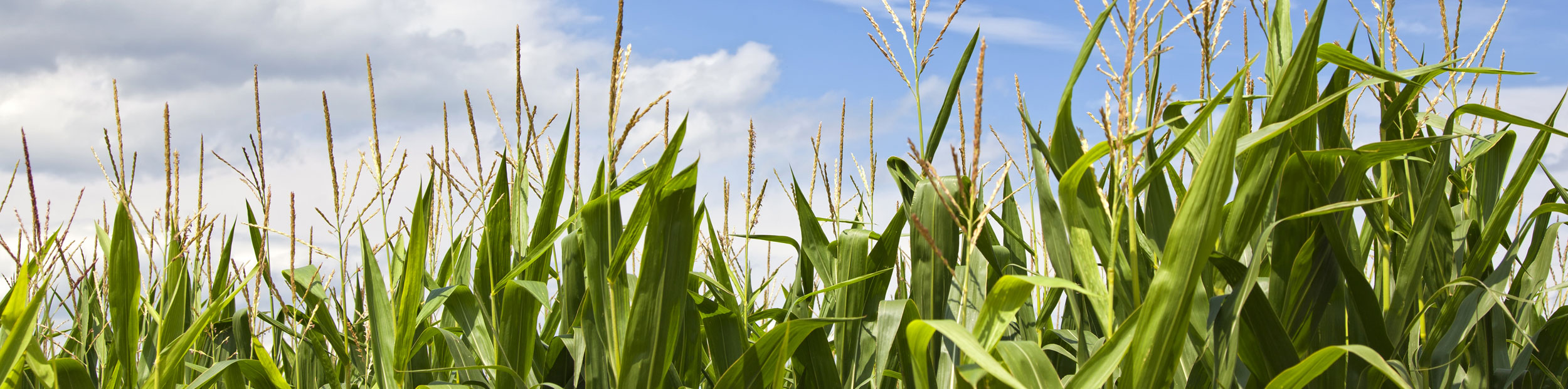 field of corn