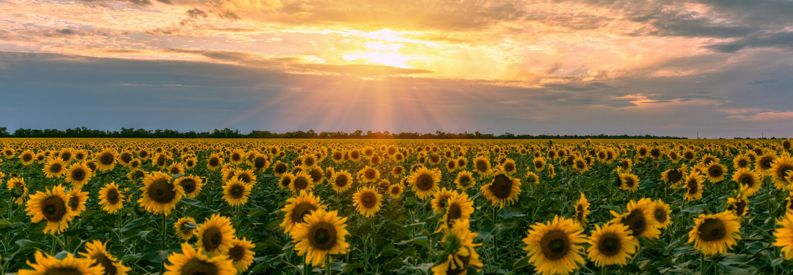 field of sunflowers at sunset